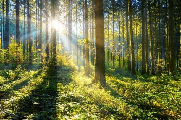 Auringonsäteet siivilöityvät vehreän metsän korkeiden puiden välistä